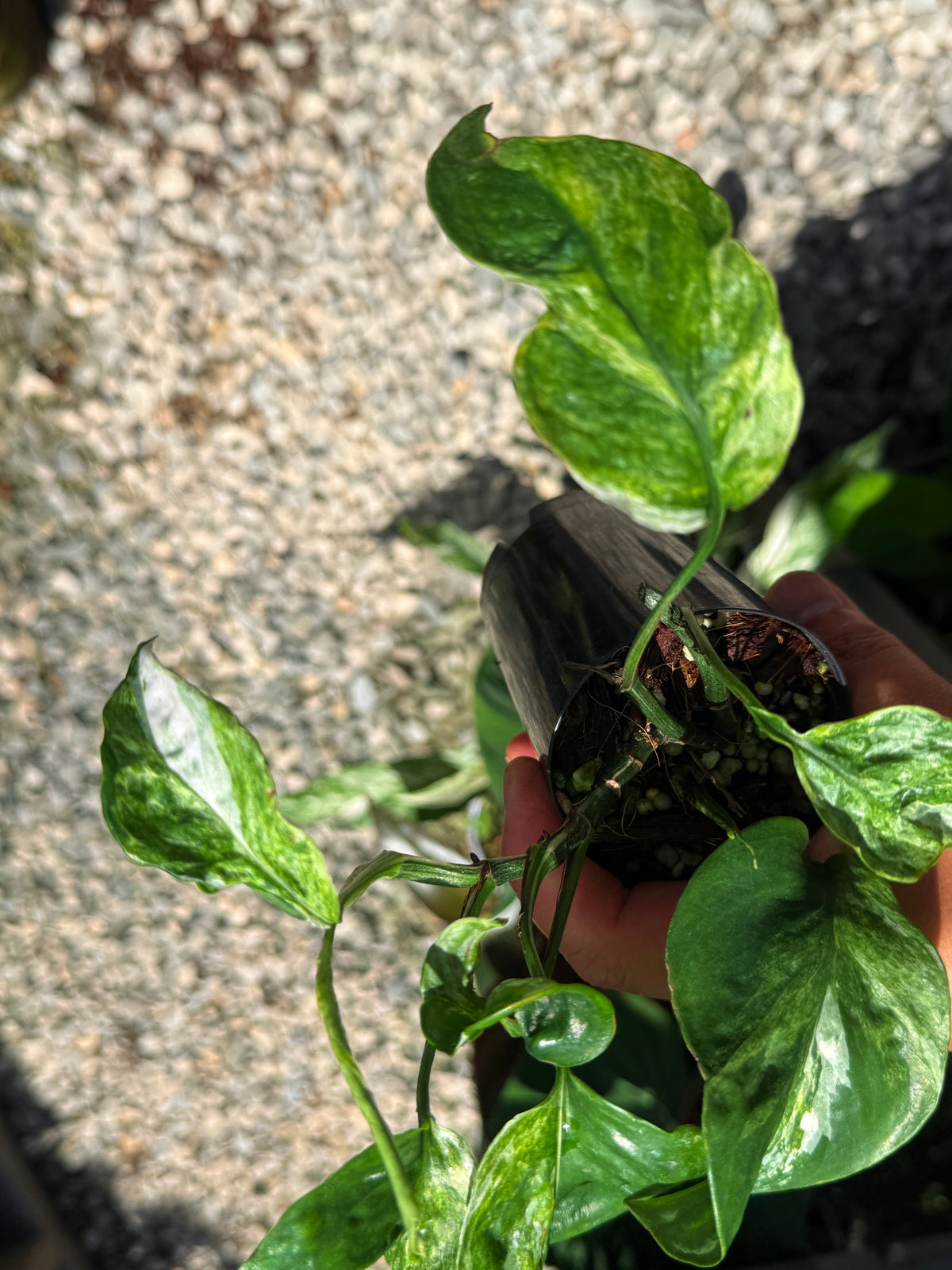 Epipremnum Sp. 'Bali Hanoman' NONTC Q42