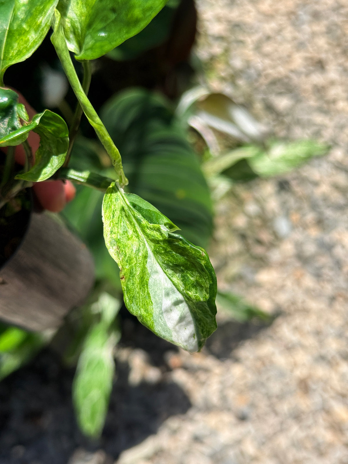 Epipremnum Sp. 'Bali Hanoman' NONTC Q42