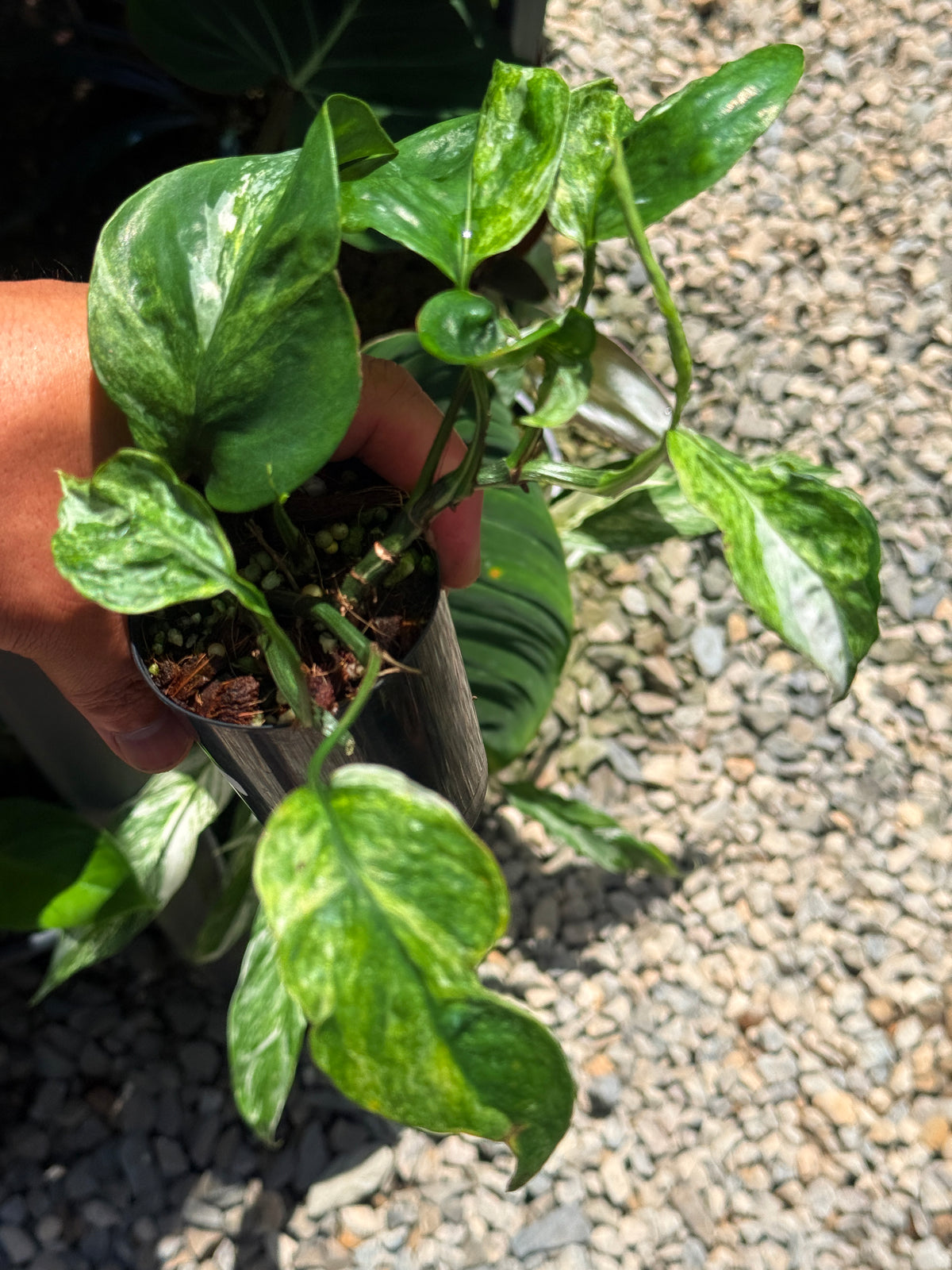Epipremnum Sp. 'Bali Hanoman' NONTC Q42