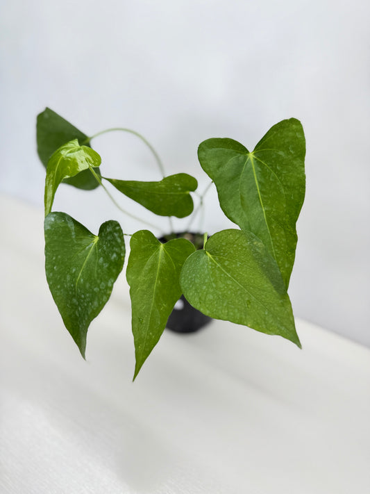 Anthurium Macrolobium 'Anthurium Batman' - Matured Form C7