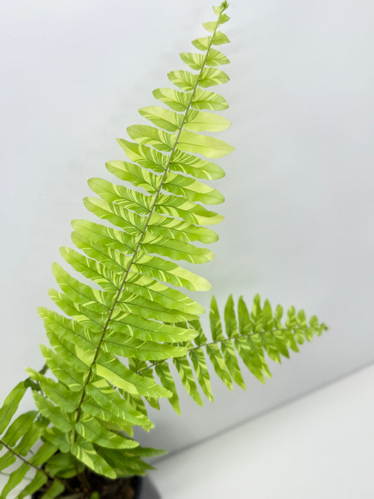 Nephrolepis exaltata - Variegated Tiger Fern V8