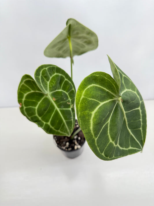 Anthurium Clarinervium 'Velvet' C8
