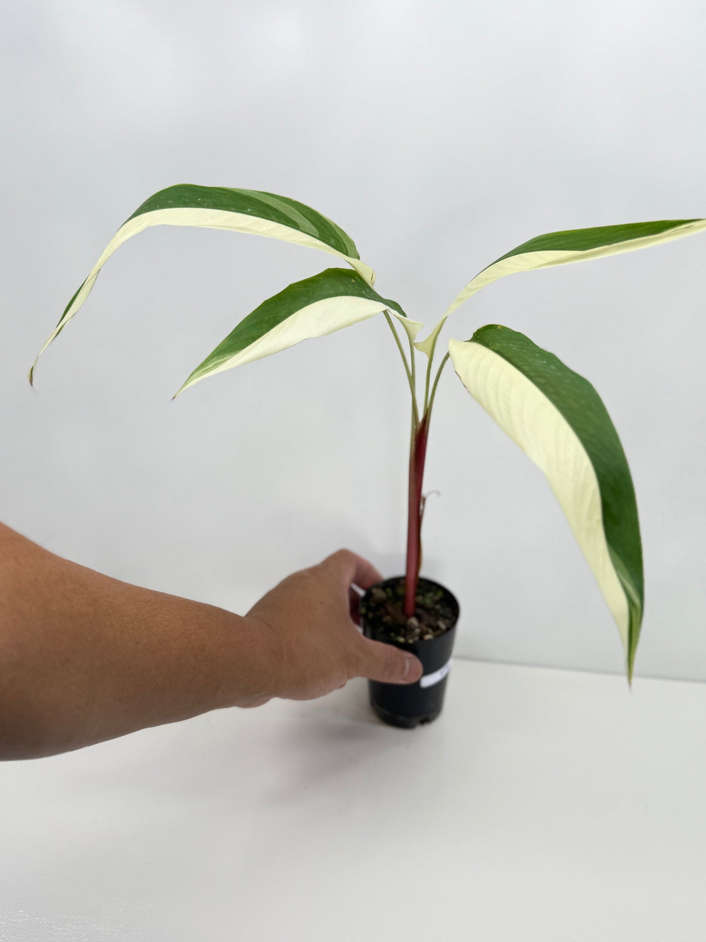 Heliconia Psittacorum Variegated 'Lady Di' - Half Moon - Rarely Offered U74