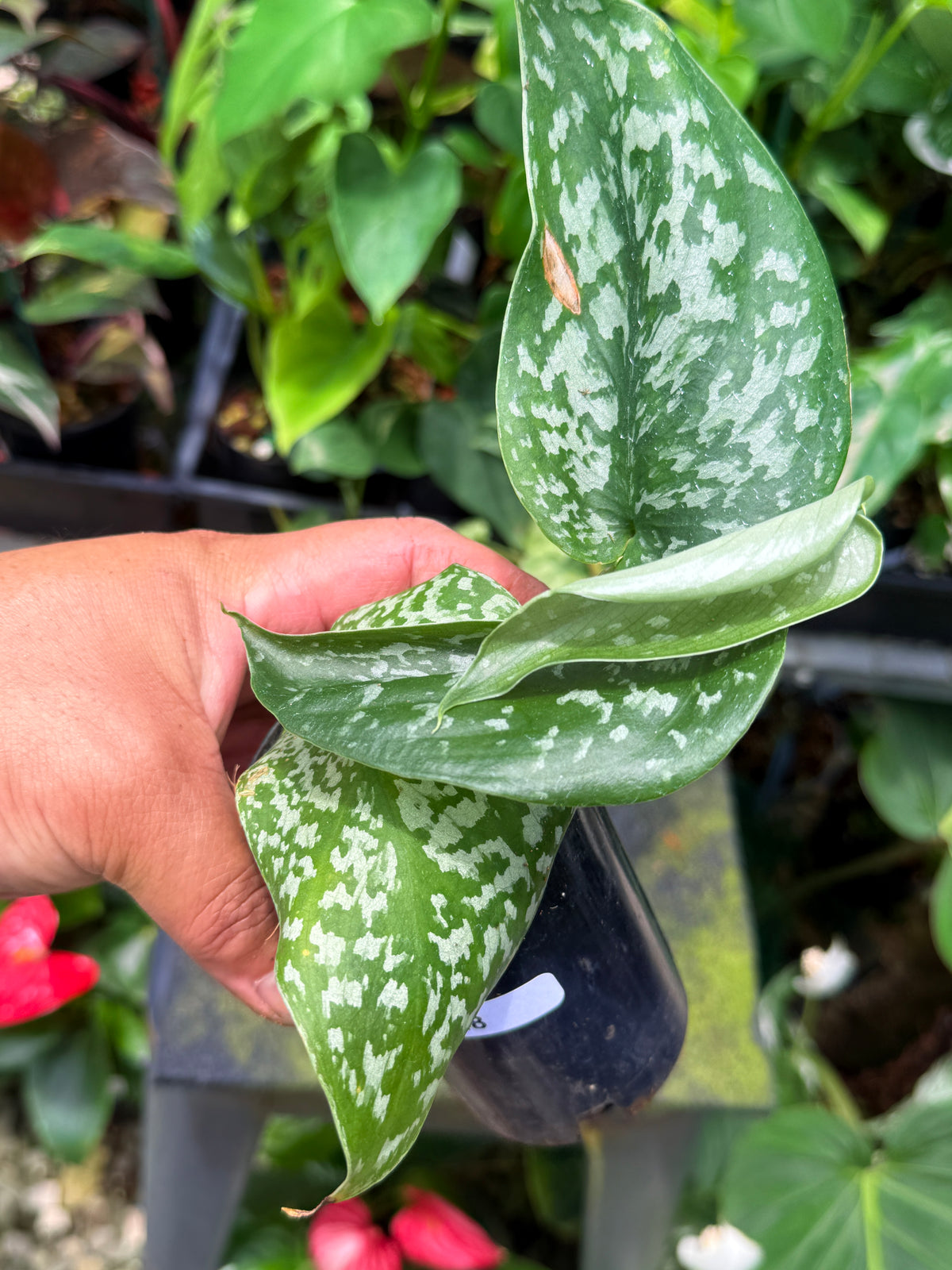 Scindapsus Argyraeus 'Crocodile' Q48
