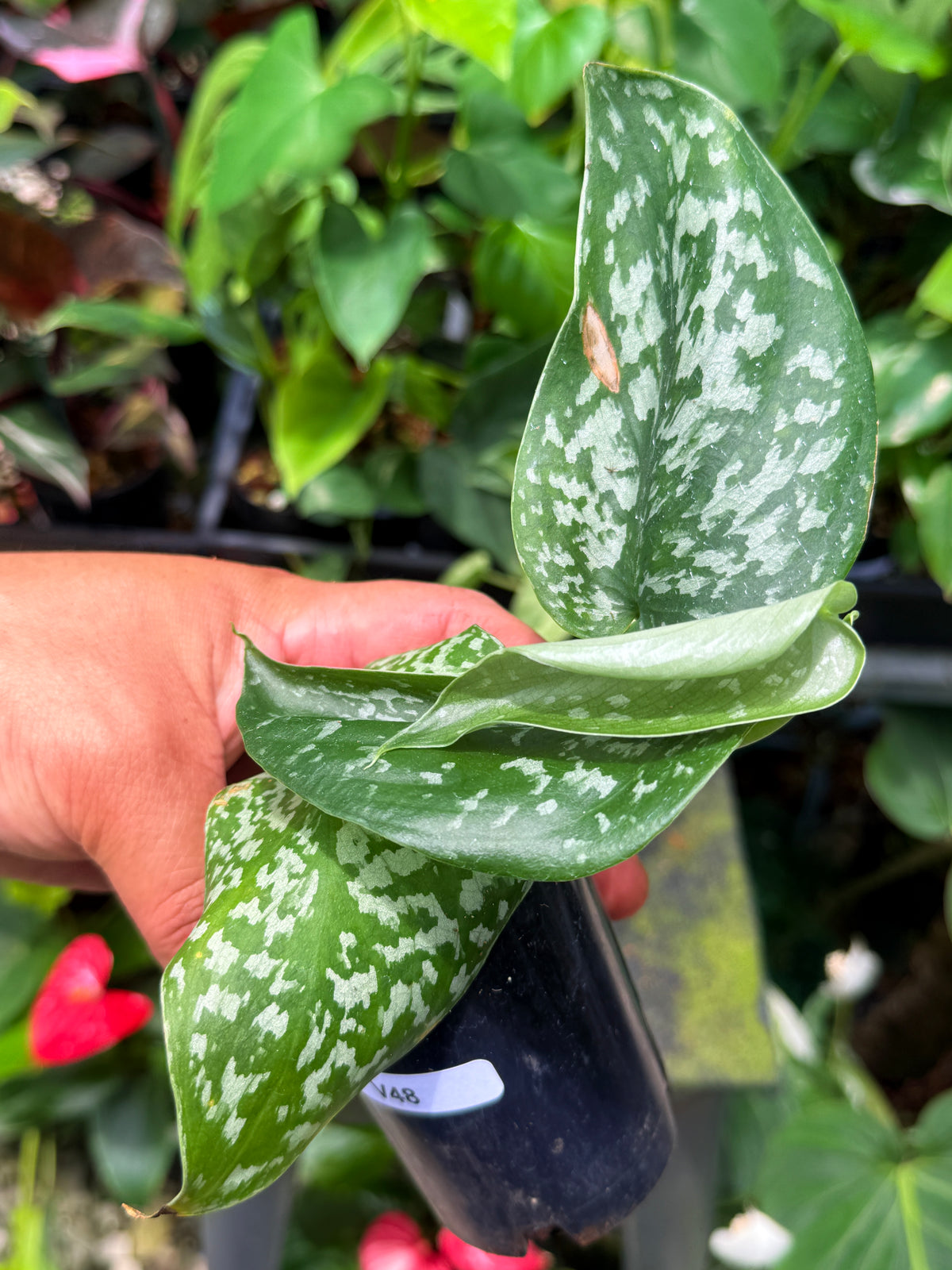 Scindapsus Argyraeus 'Crocodile' Q48