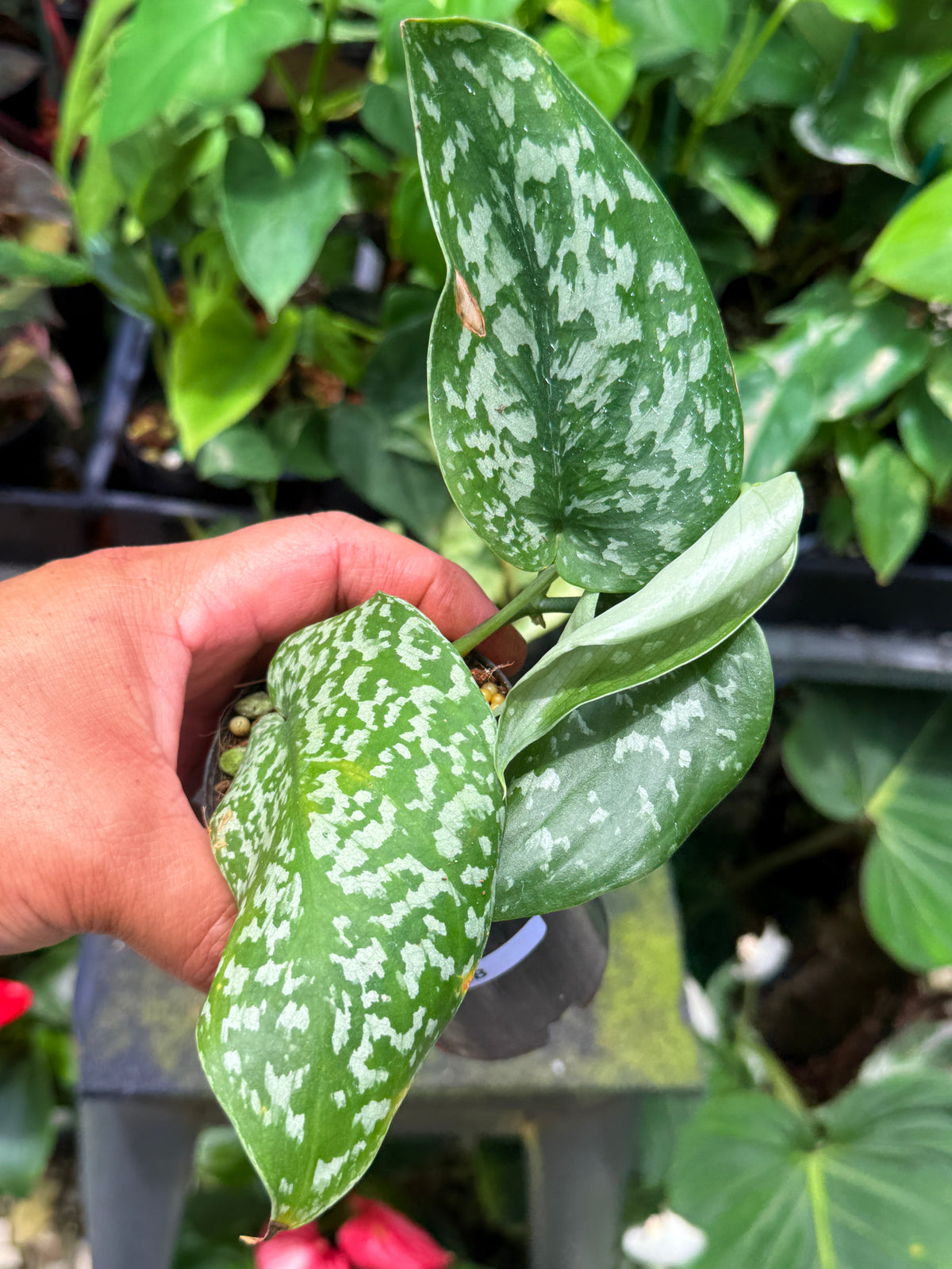 Scindapsus Argyraeus 'Crocodile' Q48