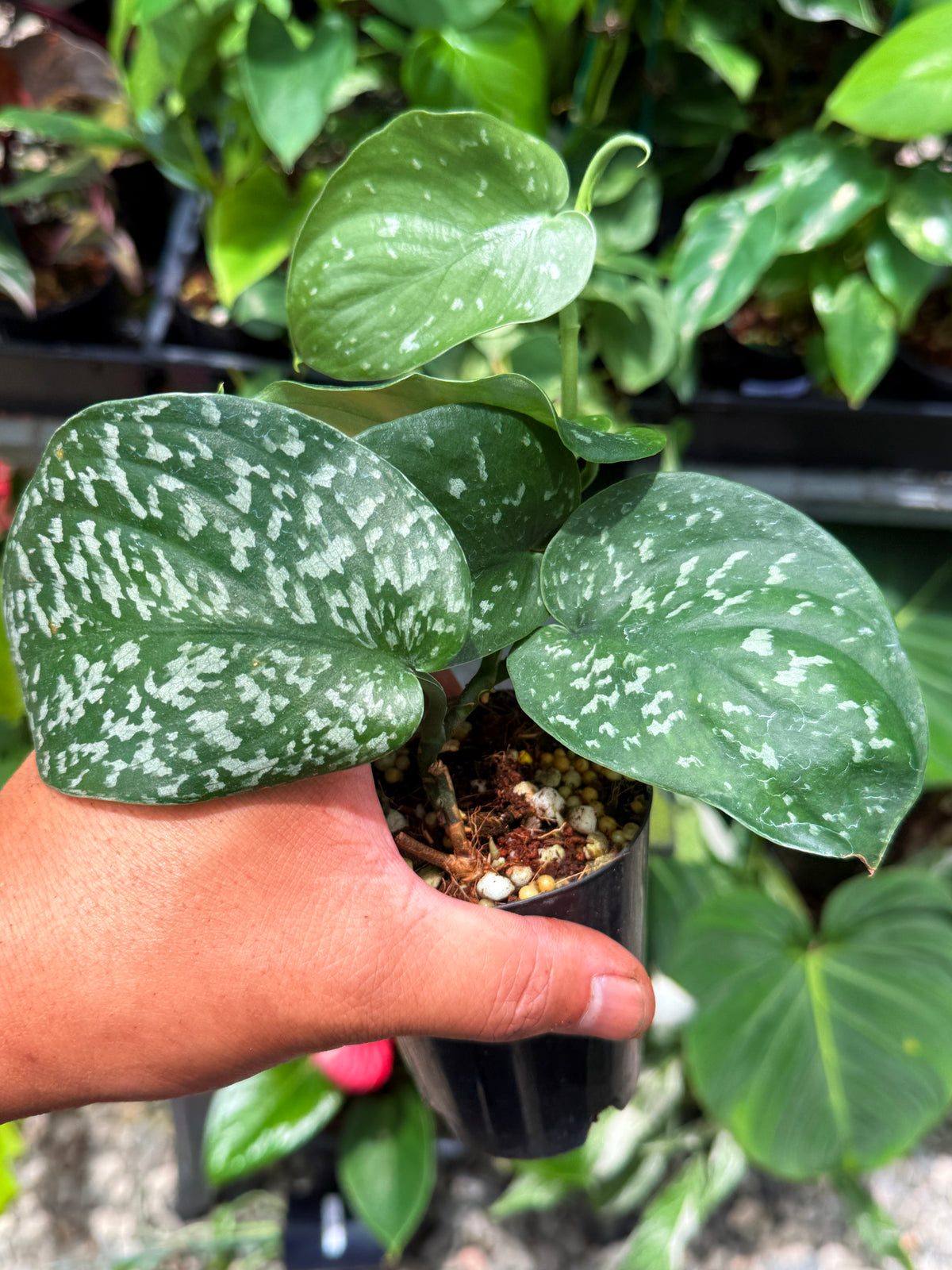 Scindapsus Argyraeus 'Crocodile' Q49