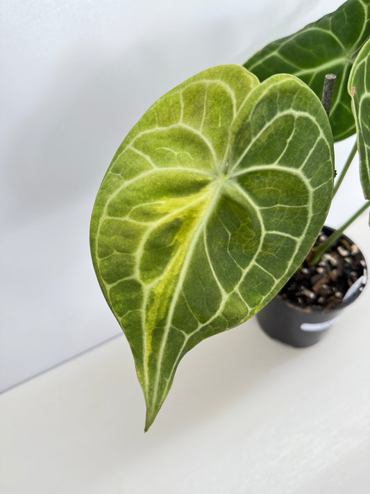 Anthurium Clarinervium 'Velvet' C10