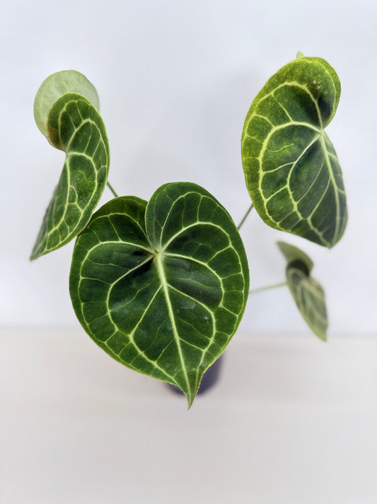 Anthurium Clarinervium 'Velvet' C9