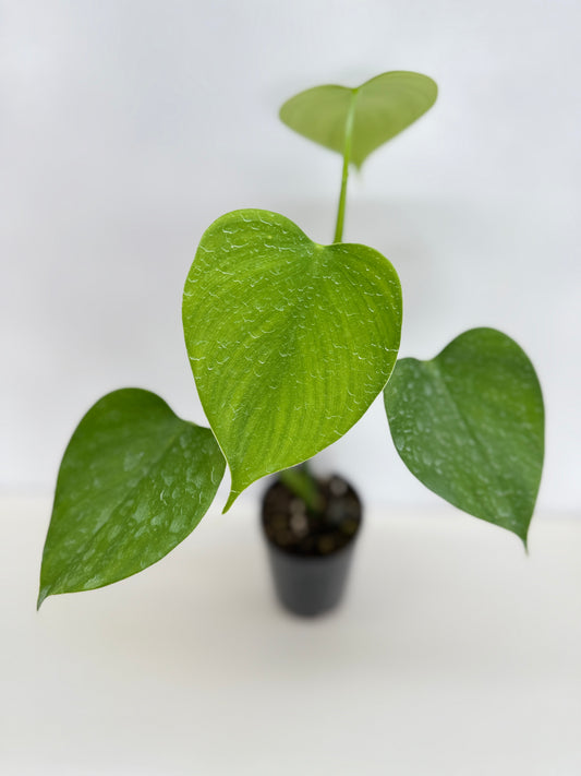 Philodendron microstictum C13