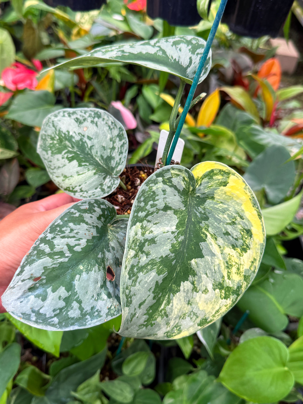 Scindapsus 'Pictus Area Mayari Variegata' V53