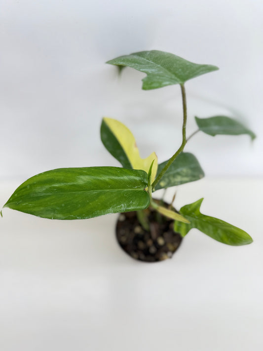 Philodendron 'Florida Beauty' C14