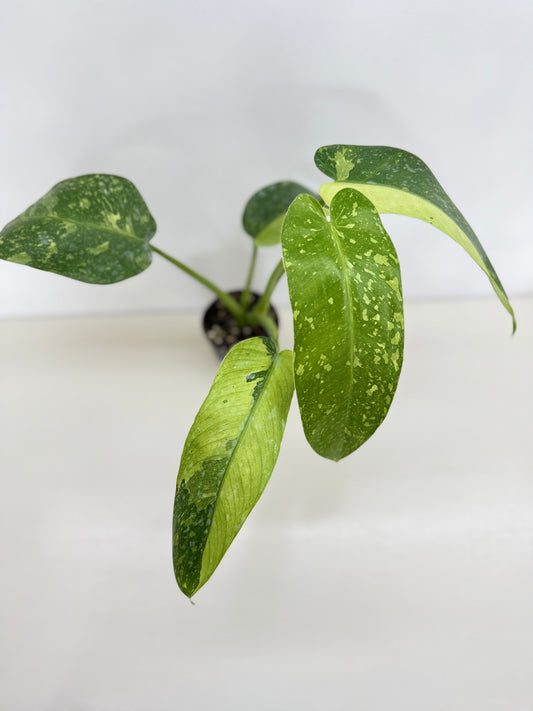 Philodendron 'Jose Buono' - Large NONTC C15