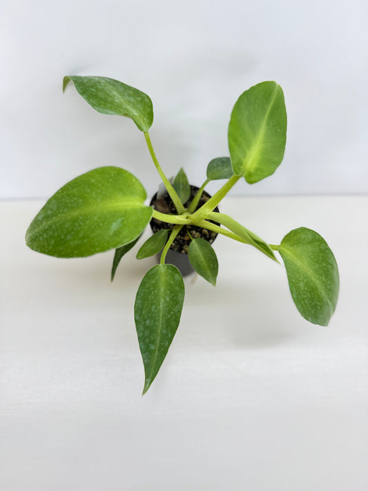 Philodendron Rugosum - Juvenile C16