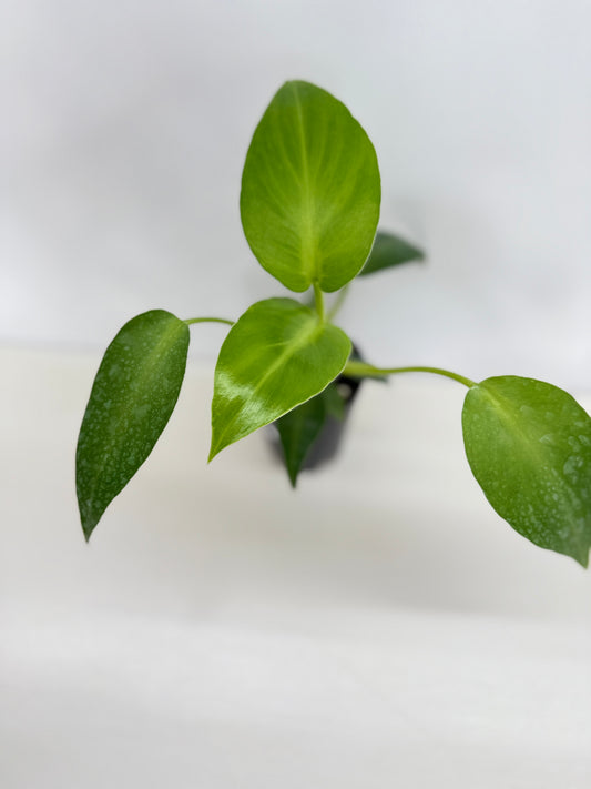 Philodendron Rugosum - Juvenile C17