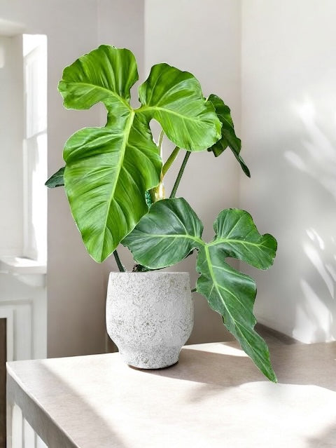 Philodendron barrosoanum V12