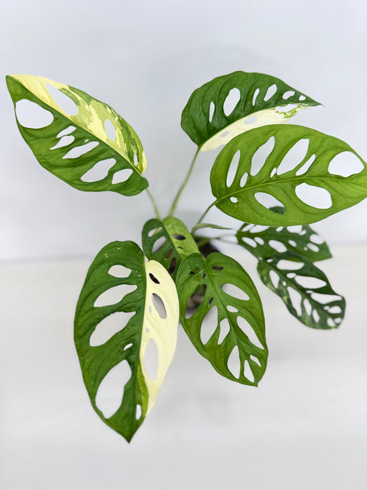 Monstera adansonii ‘Variegated Albo’ C18