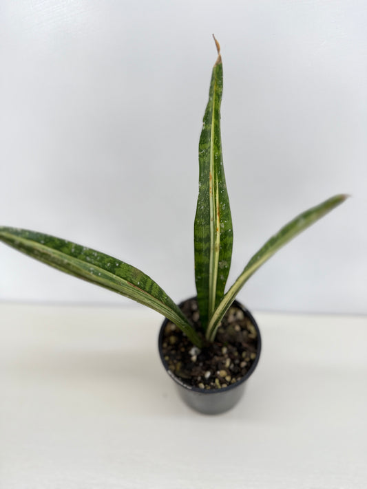 Sansevieria 'Bantel's Sensation' C19