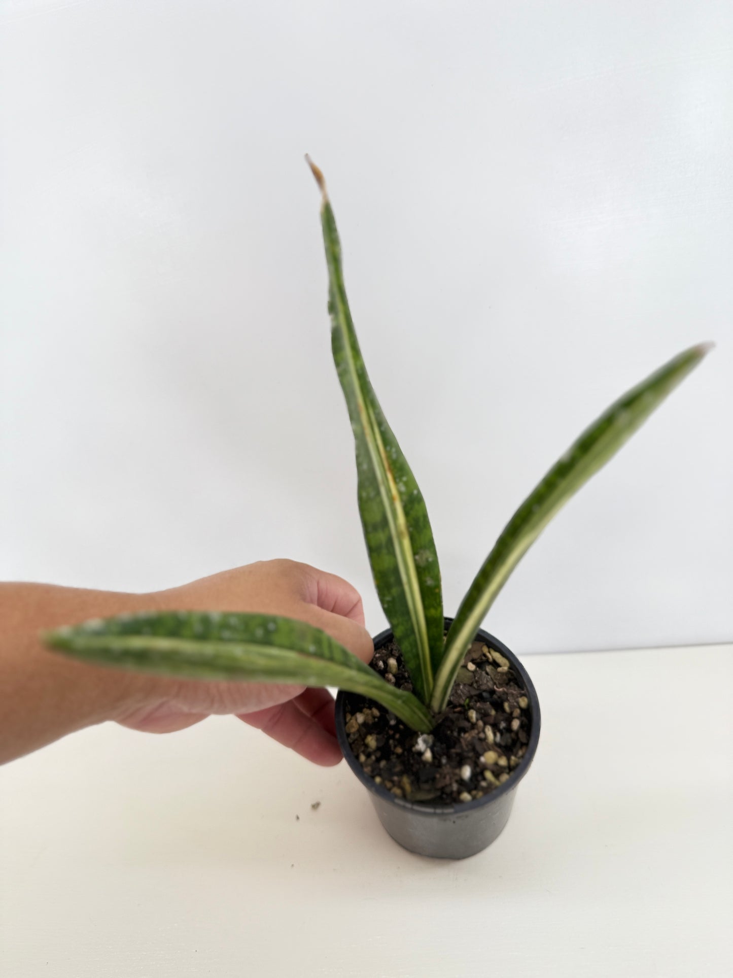 Sansevieria 'Bantel's Sensation' C19