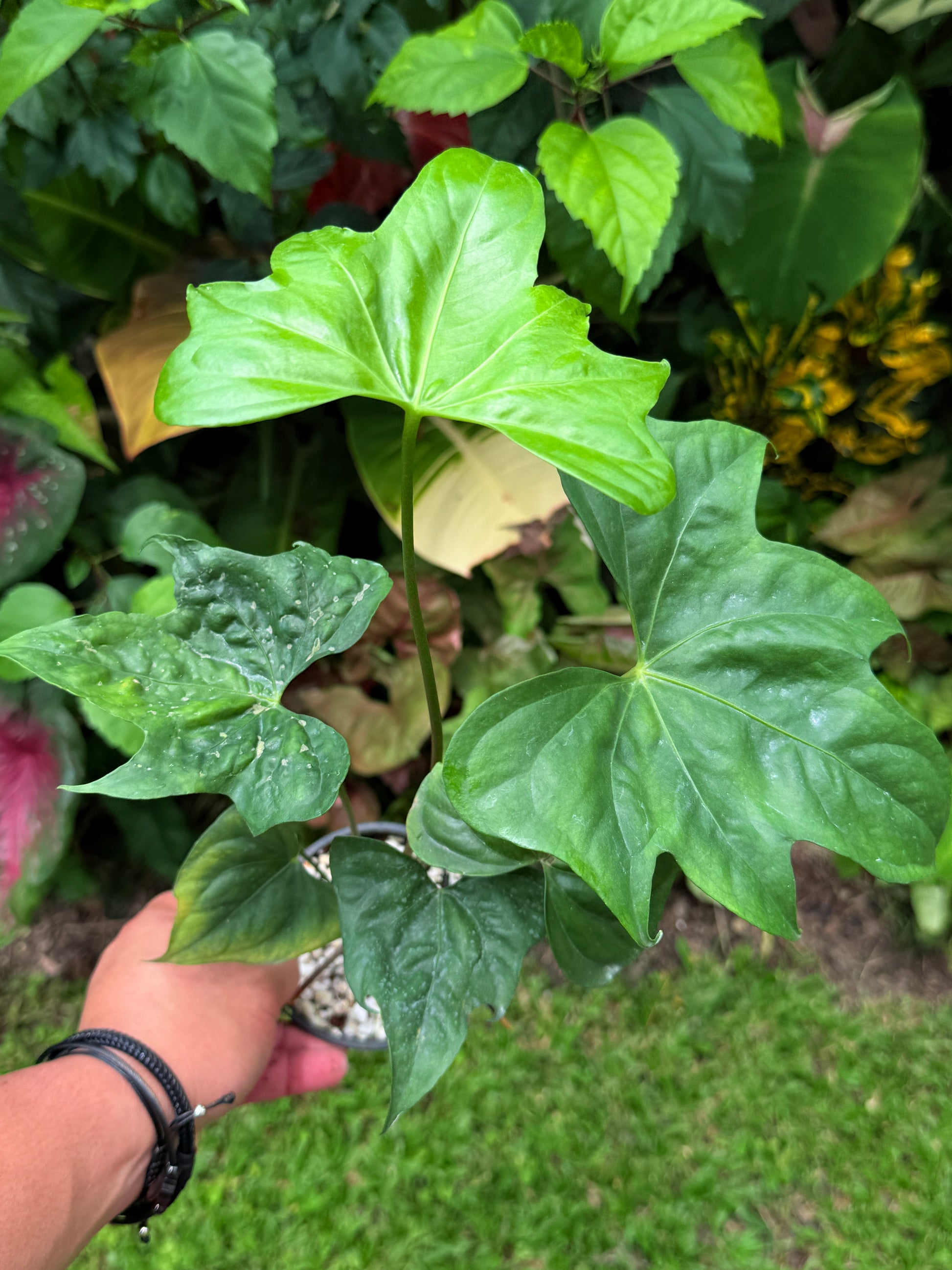Anthurium Macrolobium 'Anthurium Batman' H70 – FNQ Tropical Plants