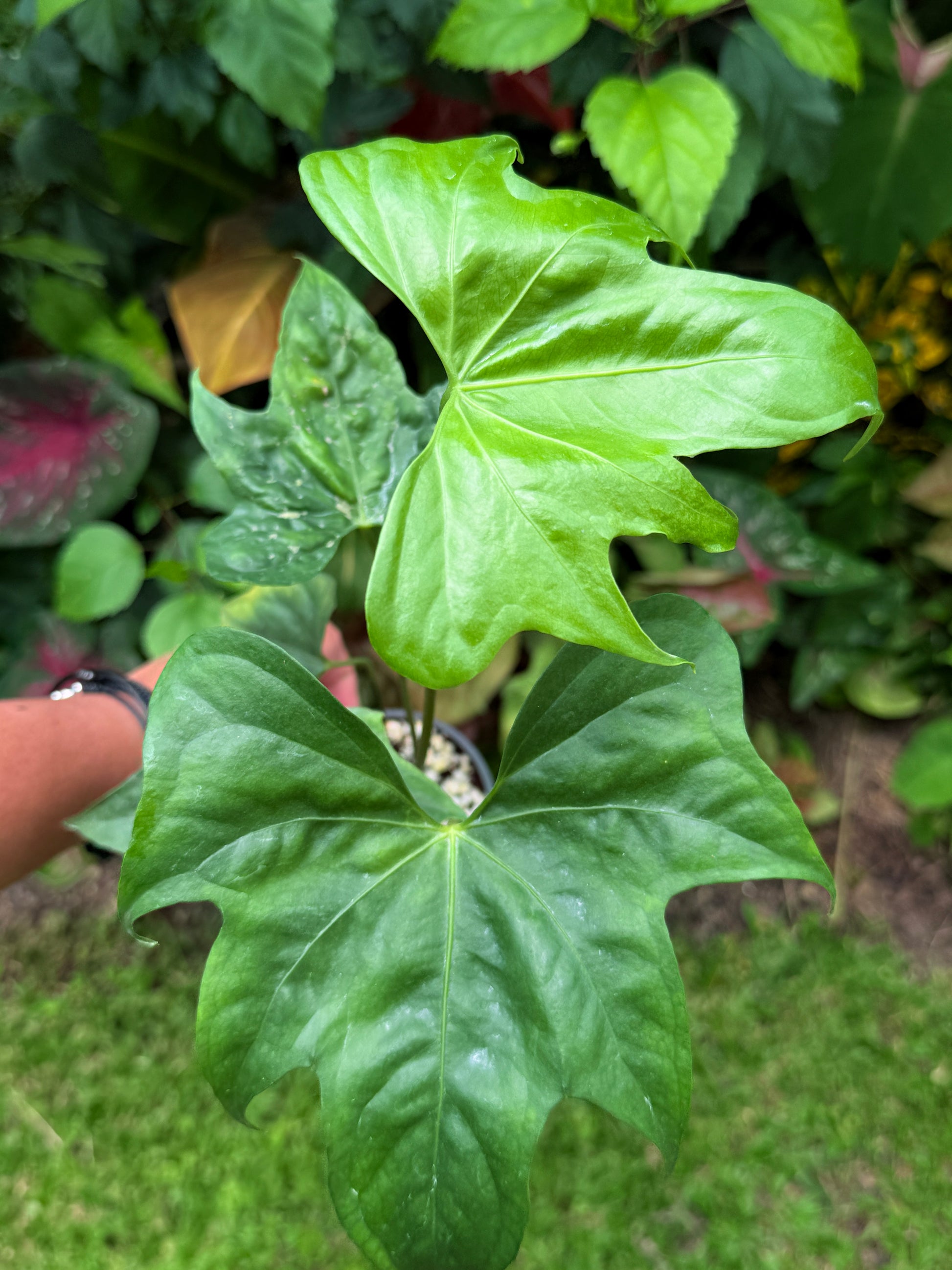 Anthurium Macrolobium 'Anthurium Batman' H70  FNQ Tropical Plants