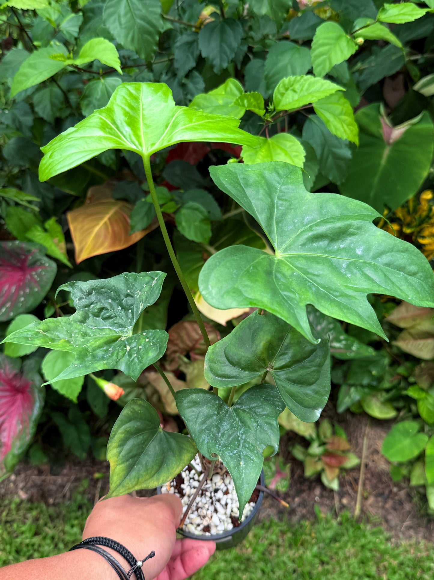 macrolobium anthurium Anthurium Macrolobium 'Anthurium Batman' H70 – FNQ Tropical Plants