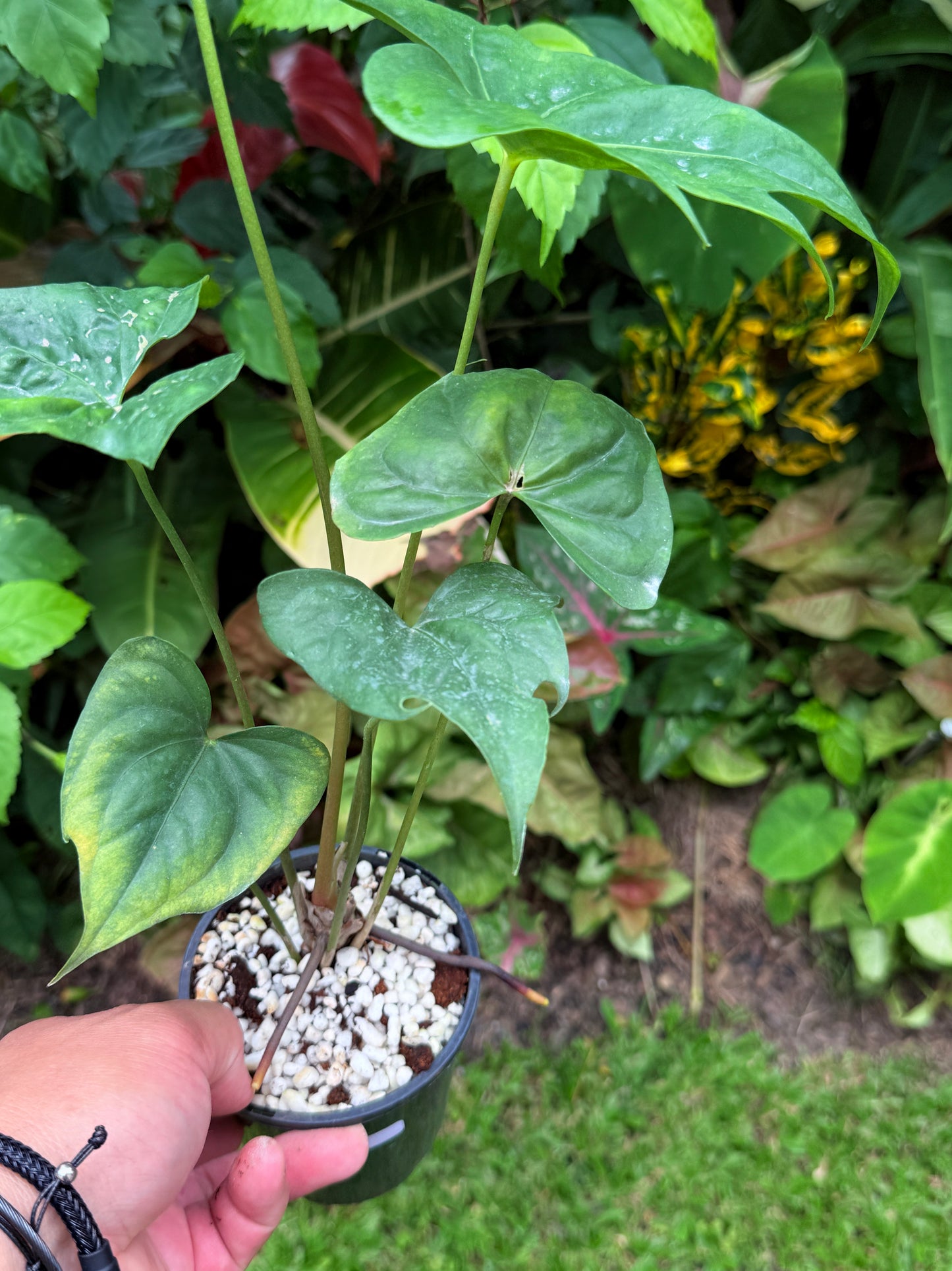Anthurium Macrolobium 'Anthurium Batman' H70 – FNQ Tropical Plants