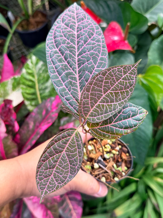 Prestonia Quinquangularis 'Dogbane' M32