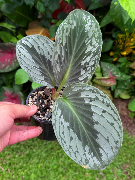 kaempferia aurantiflora Jungle Gold aka Orange Ginger Peacock O80