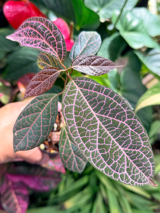 Prestonia Quinquangularis 'Dogbane' M30