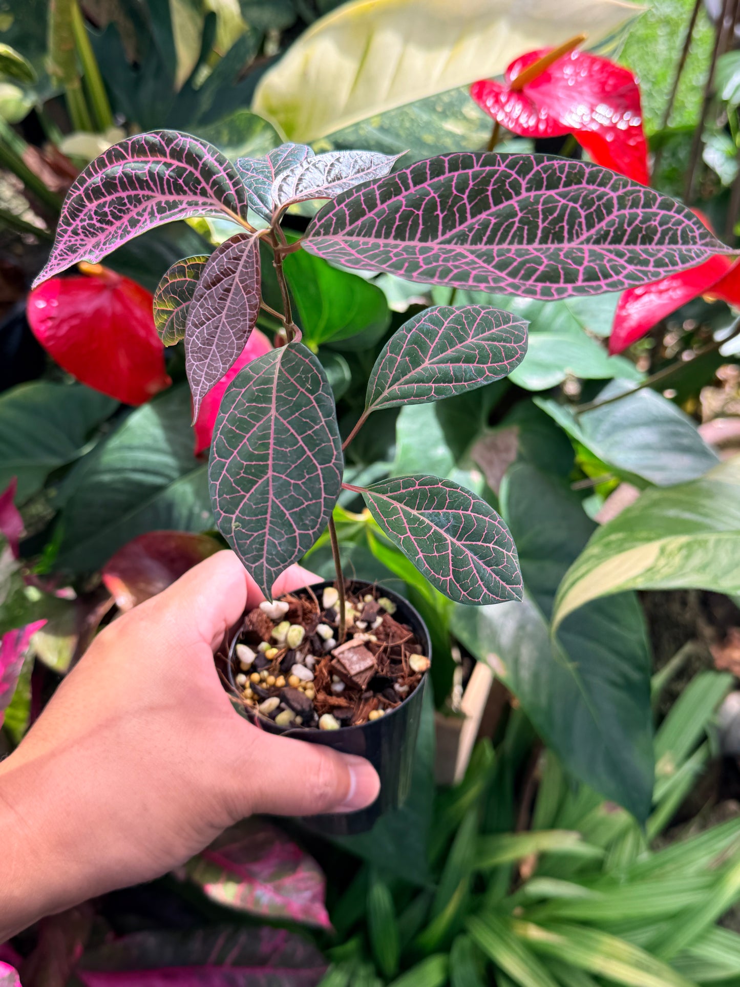 Prestonia Quinquangularis 'Dogbane' M30