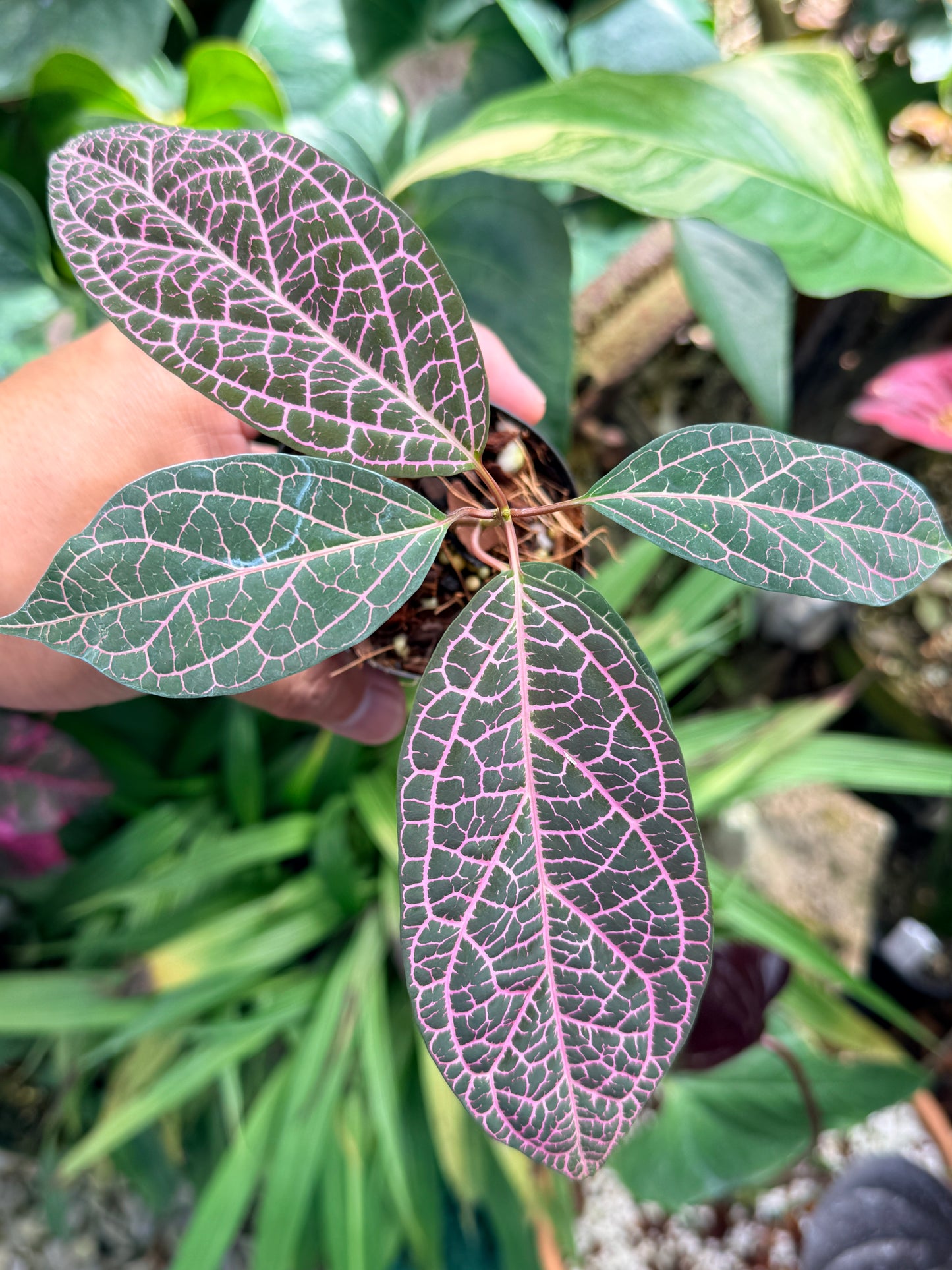 Prestonia Quinquangularis 'Dogbane' M31