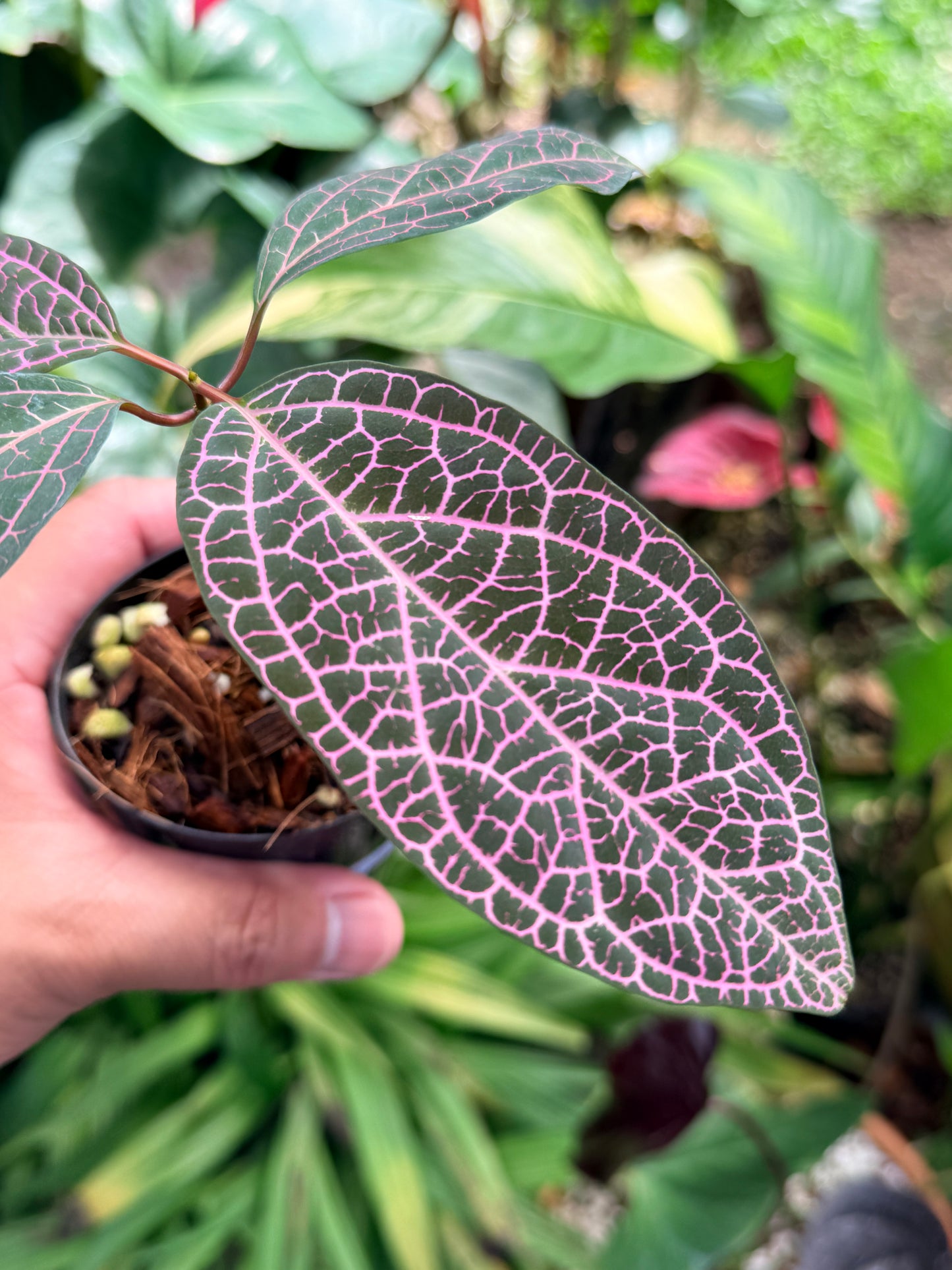 Prestonia Quinquangularis 'Dogbane' M31