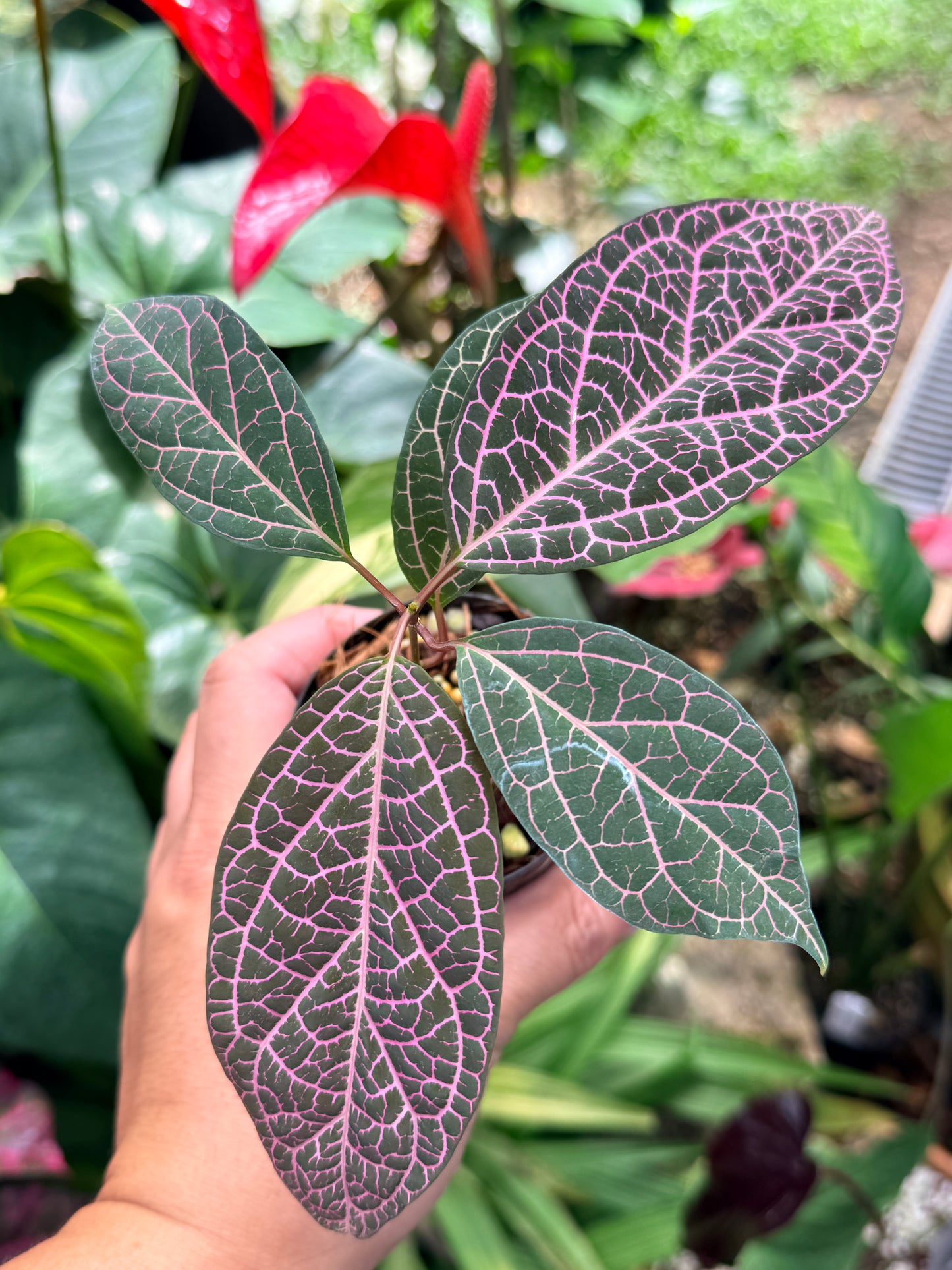 Prestonia Quinquangularis 'Dogbane' M31