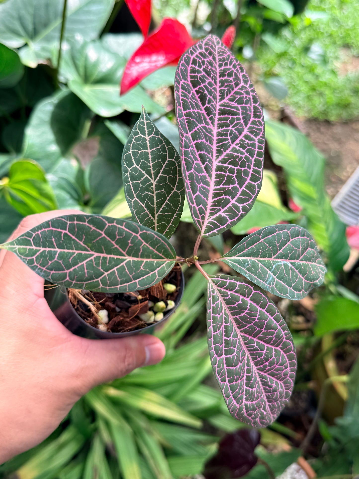 Prestonia Quinquangularis 'Dogbane' M31