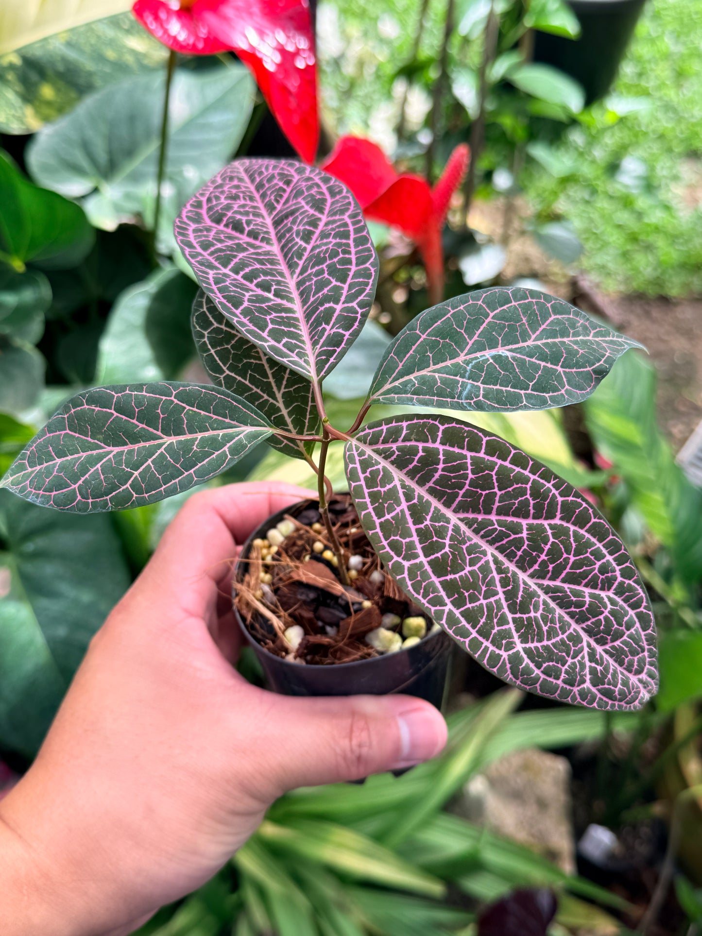 Prestonia Quinquangularis 'Dogbane' M31