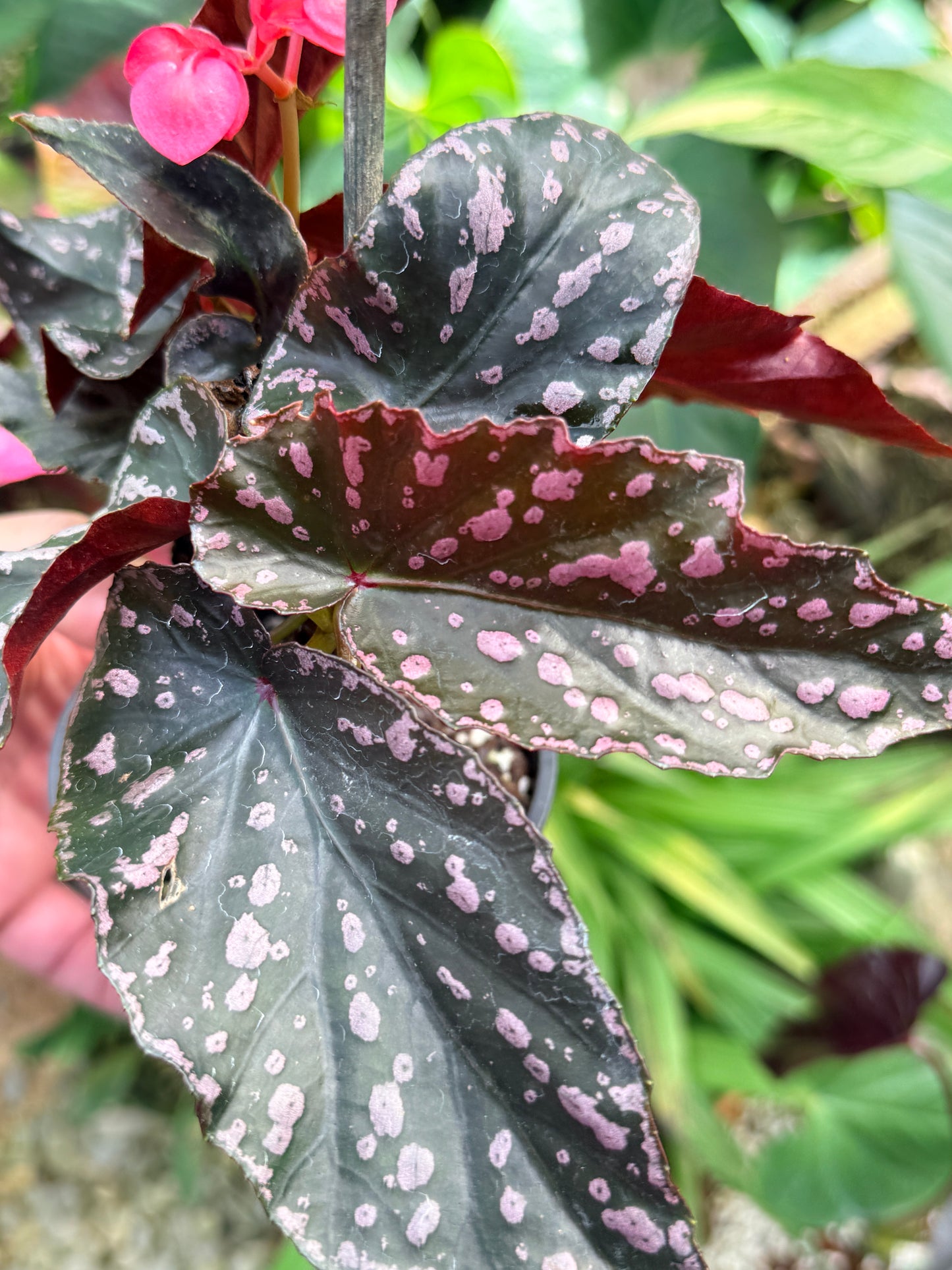 Begonia Maculata 'Cracklin Rose' M33