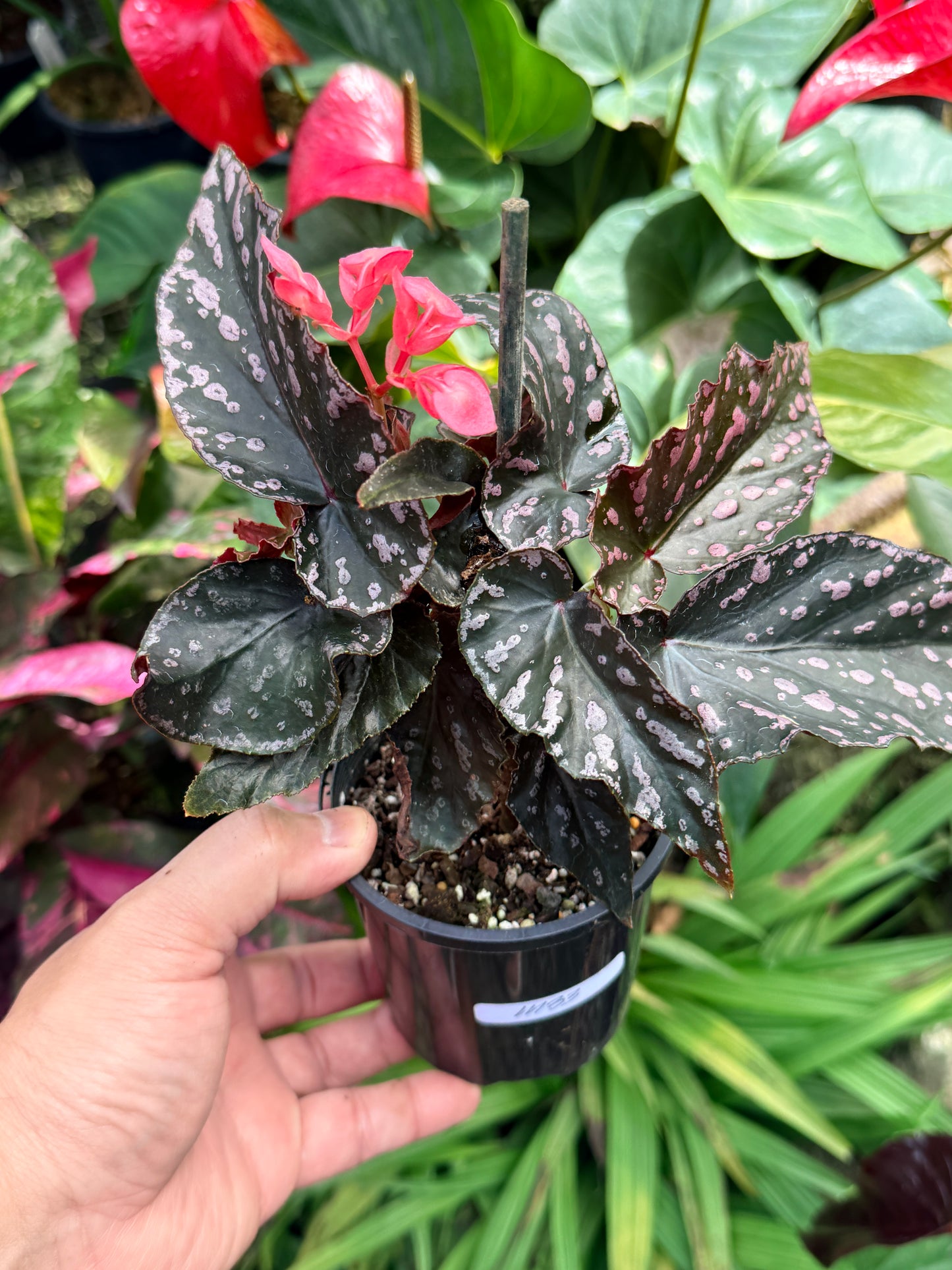 Begonia Maculata 'Cracklin Rose' M33