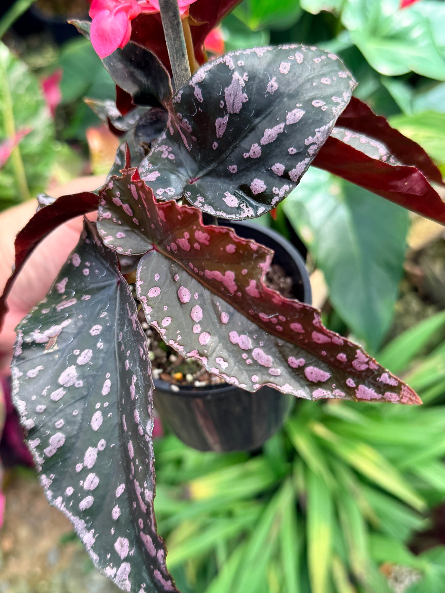 Begonia Maculata 'Cracklin Rose' M33