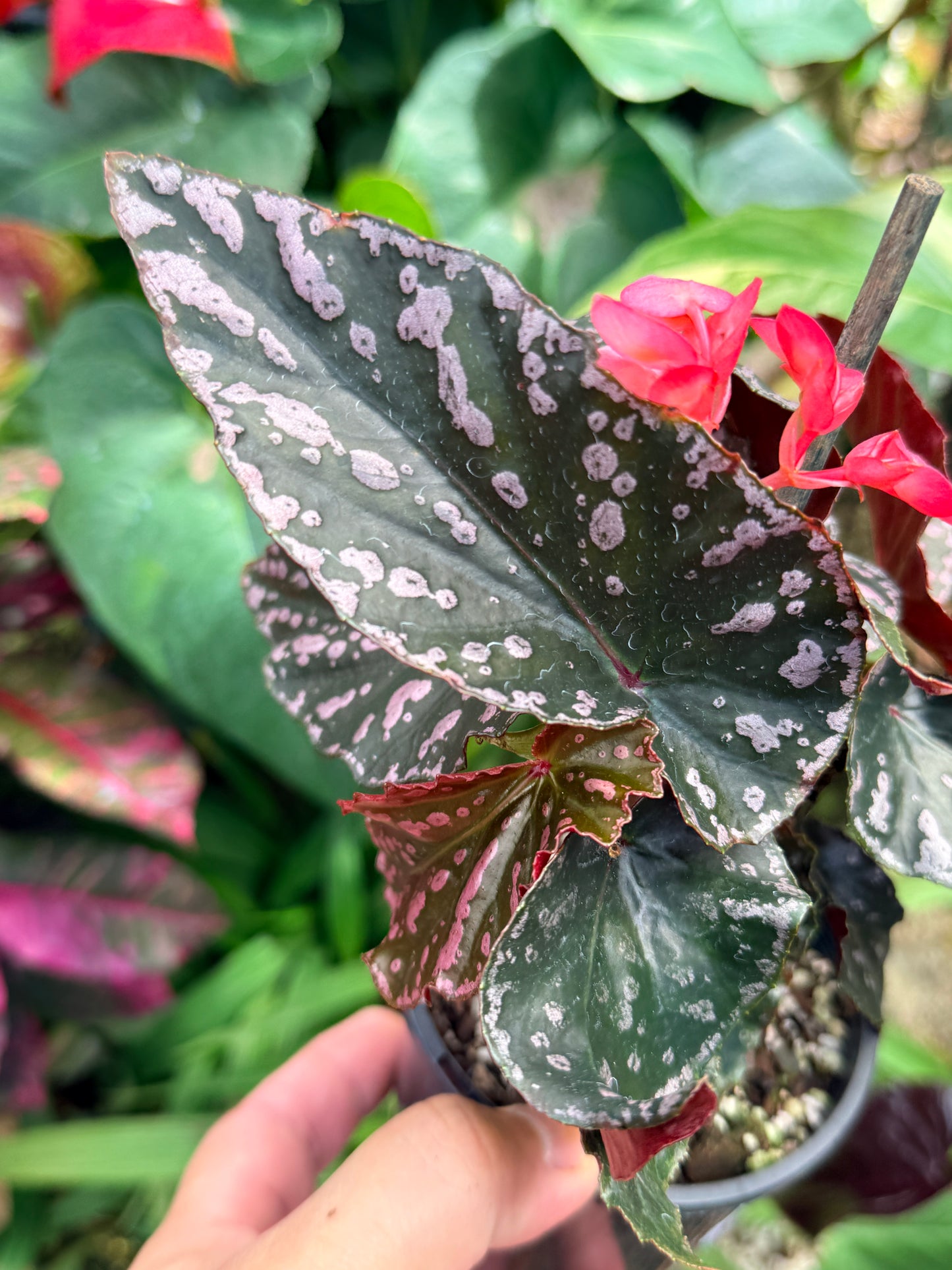 Begonia Maculata 'Cracklin Rose' M33