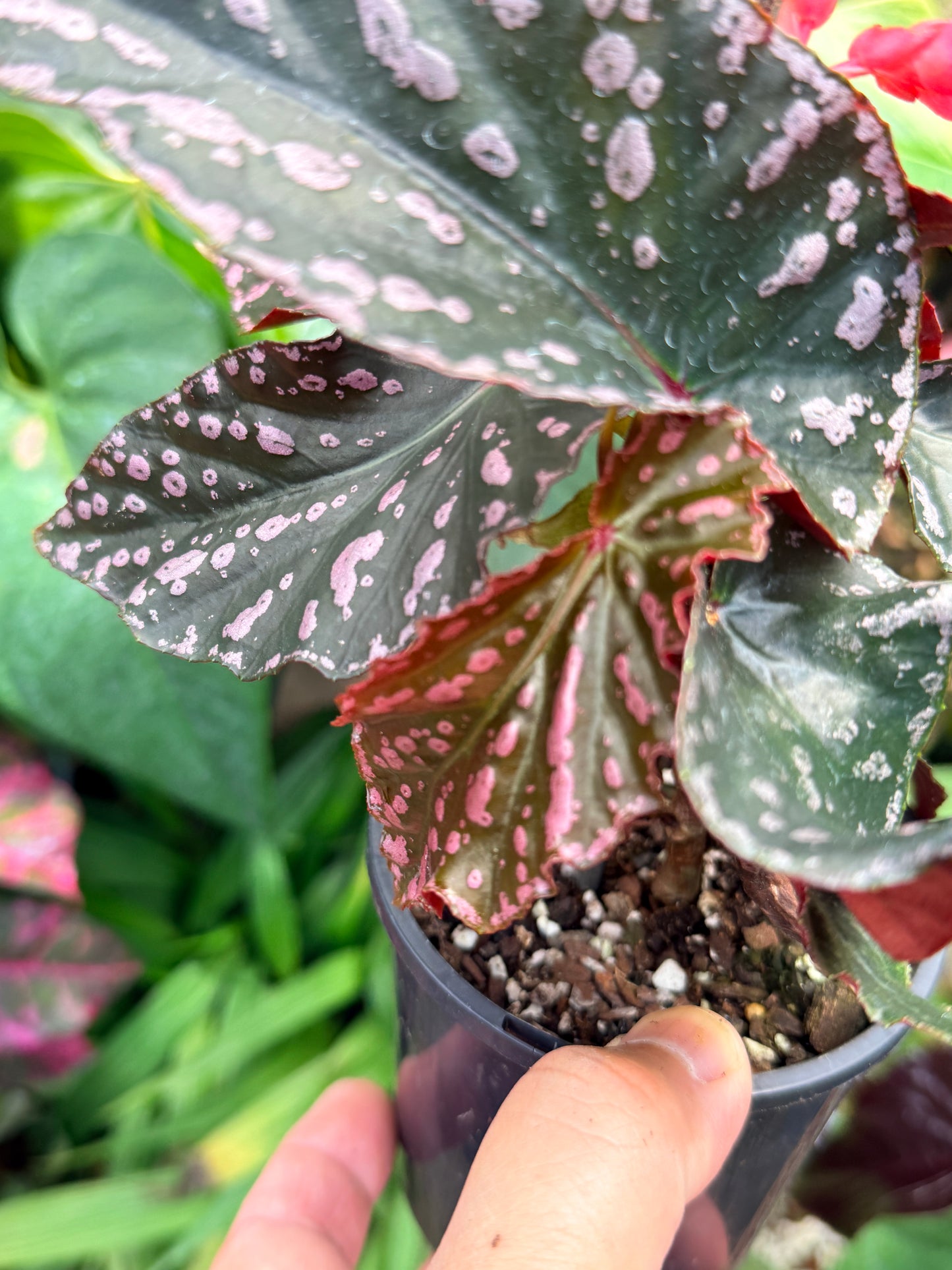 Begonia Maculata 'Cracklin Rose' M33