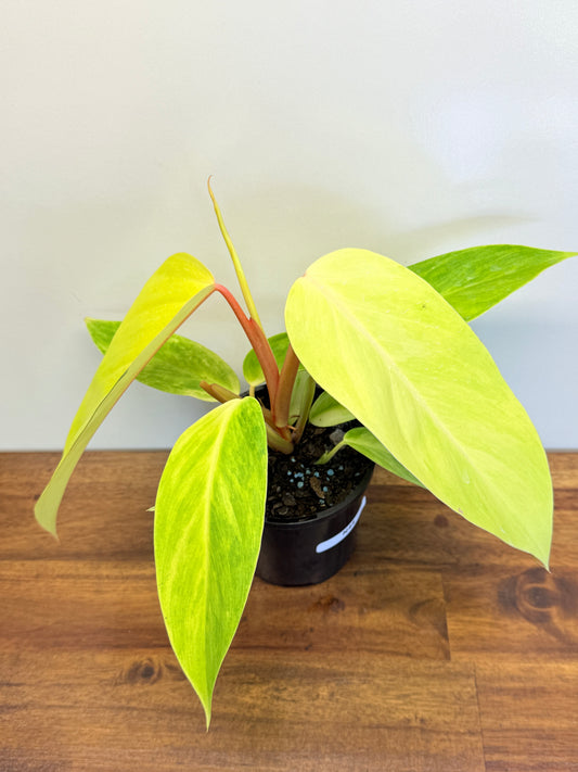 Philodendron Painted Lady Hybrid Red Stem N44