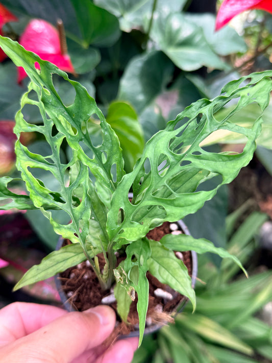 Monstera obliqua 'Peru' M34