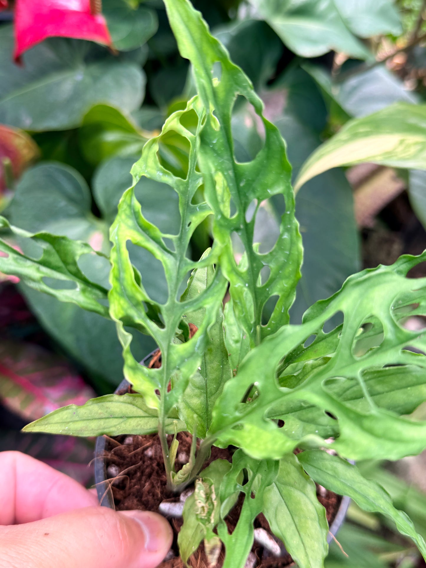 Monstera obliqua 'Peru' M34