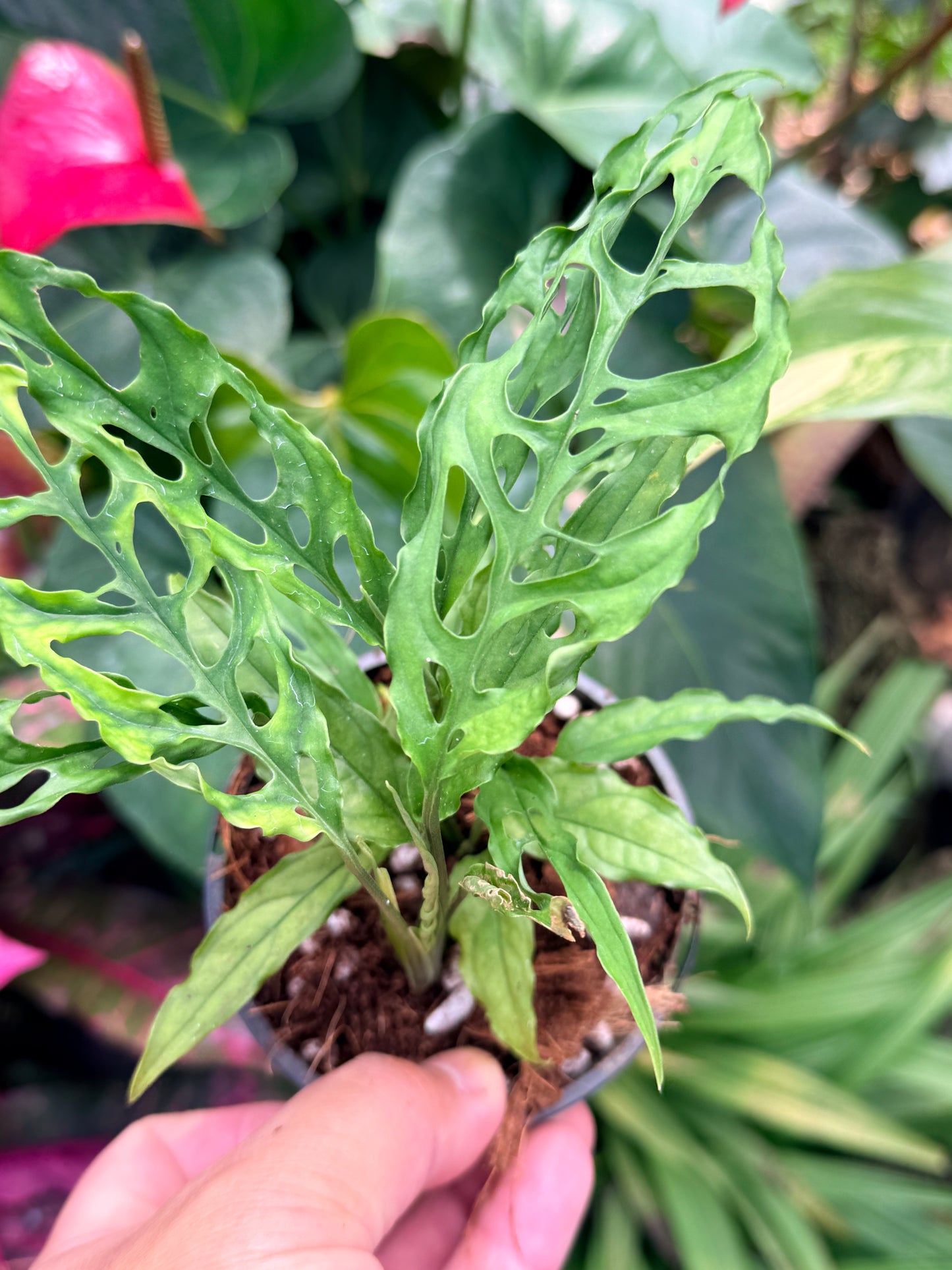 Monstera obliqua 'Peru' M34