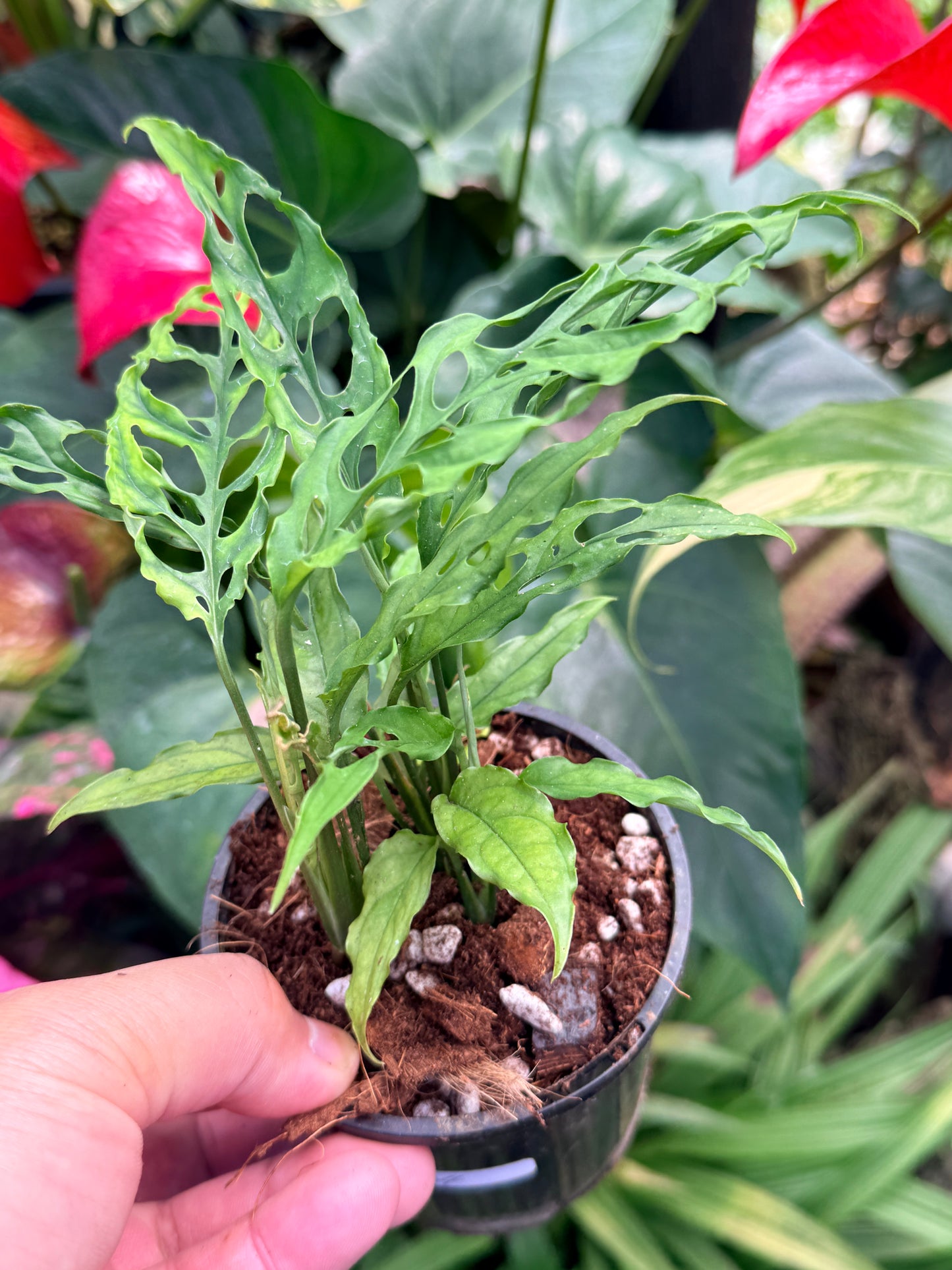 Monstera obliqua 'Peru' M34