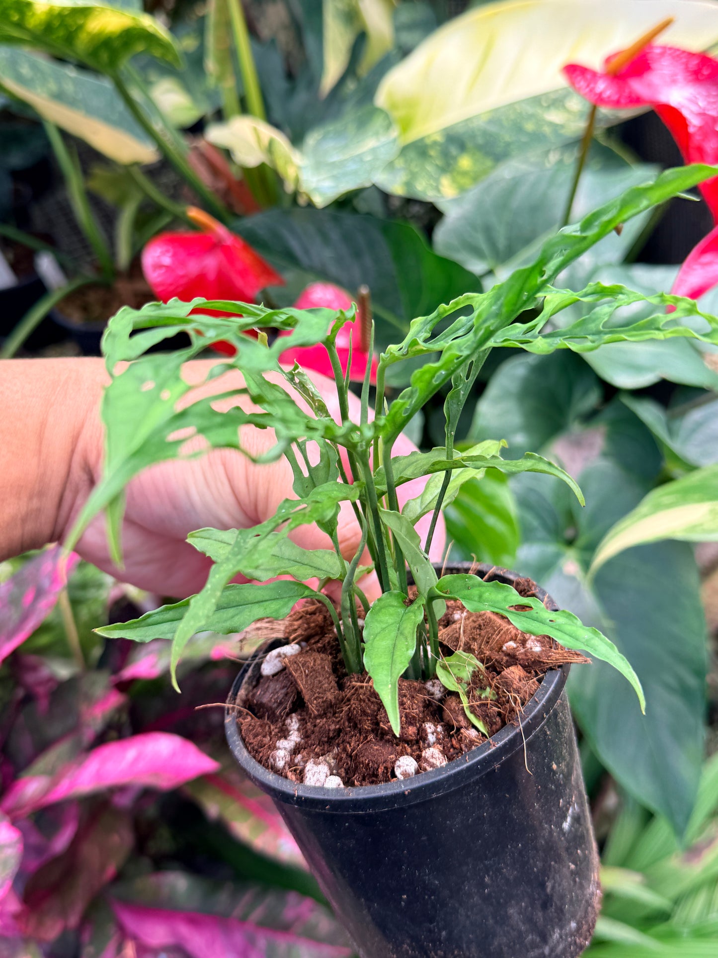 Monstera obliqua 'Peru' M34