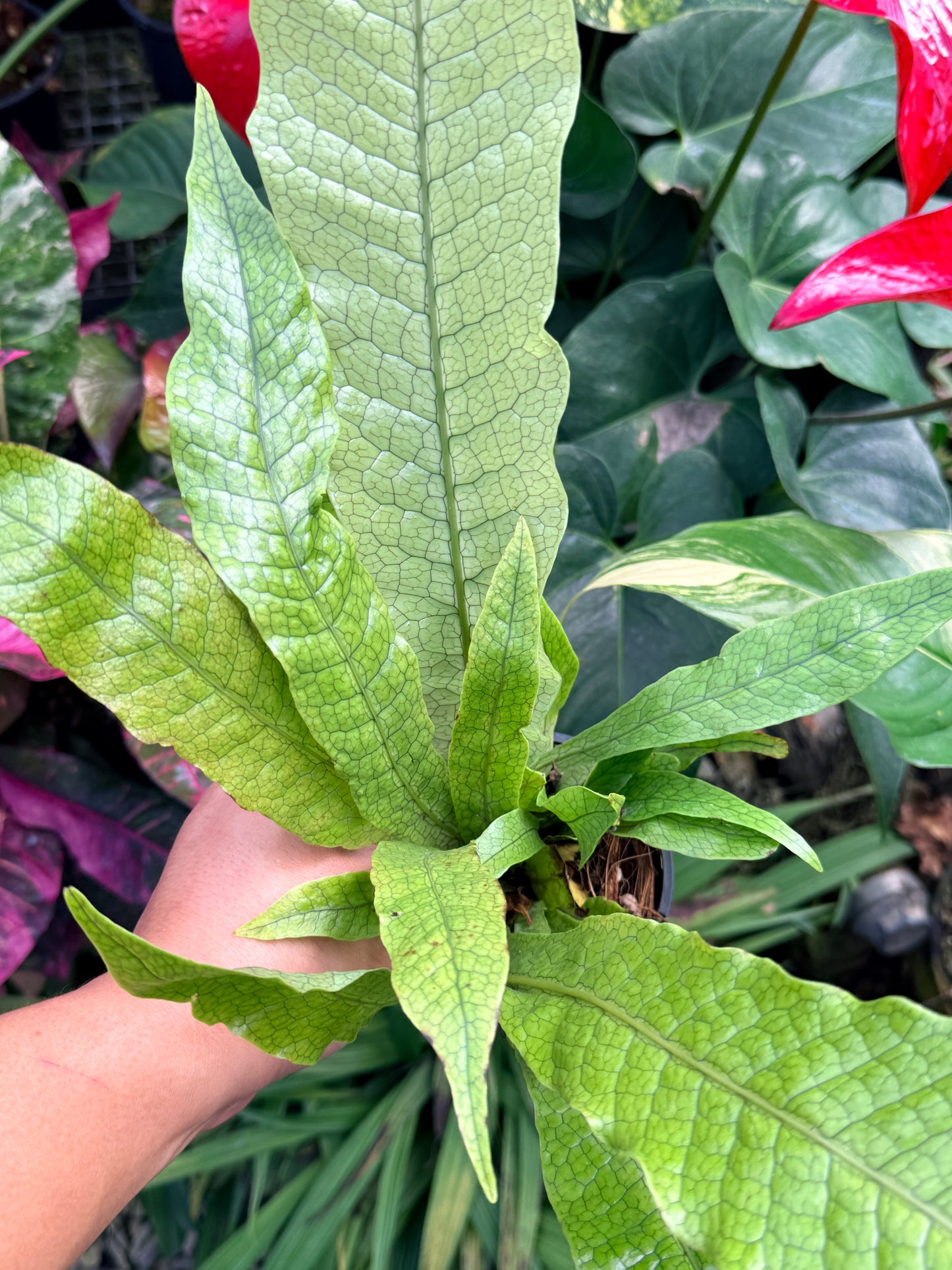Microsorum musifolium 'Crocodile Fern' H29