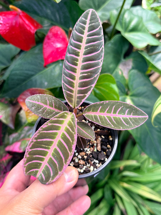 Labisia 'Riau Pink' M35