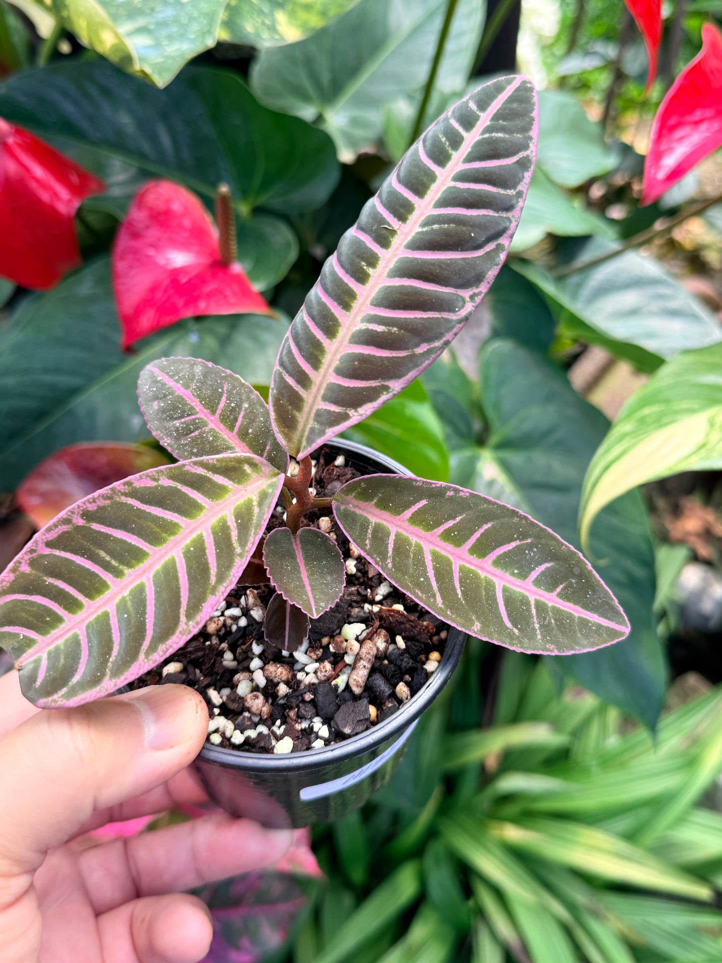 Labisia 'Riau Pink' M35